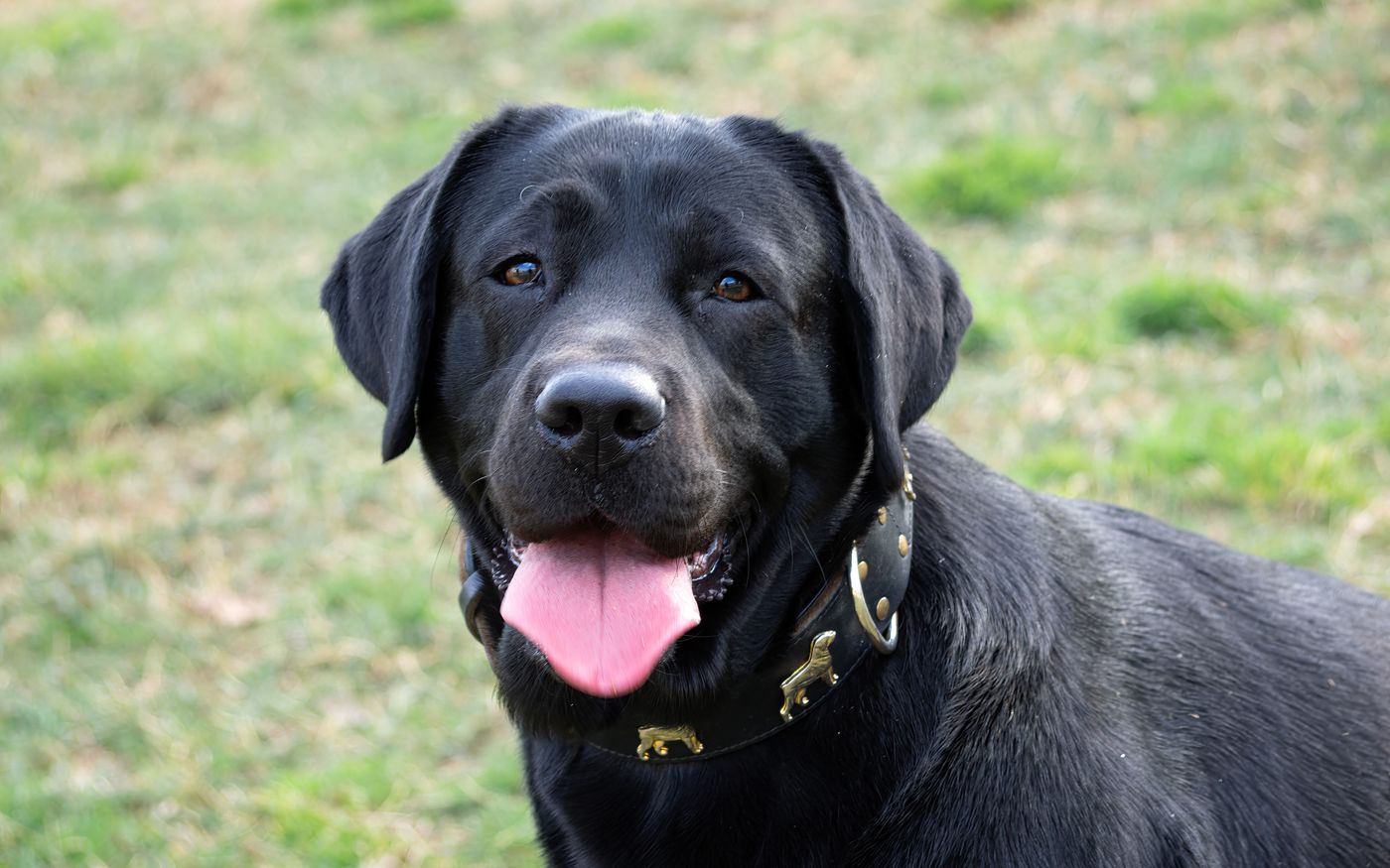 Balu, Hund