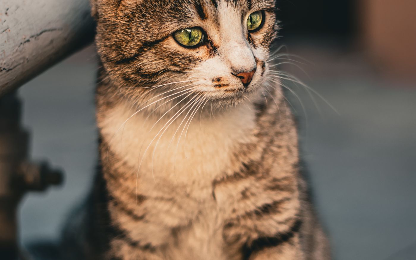 Mira, Katze