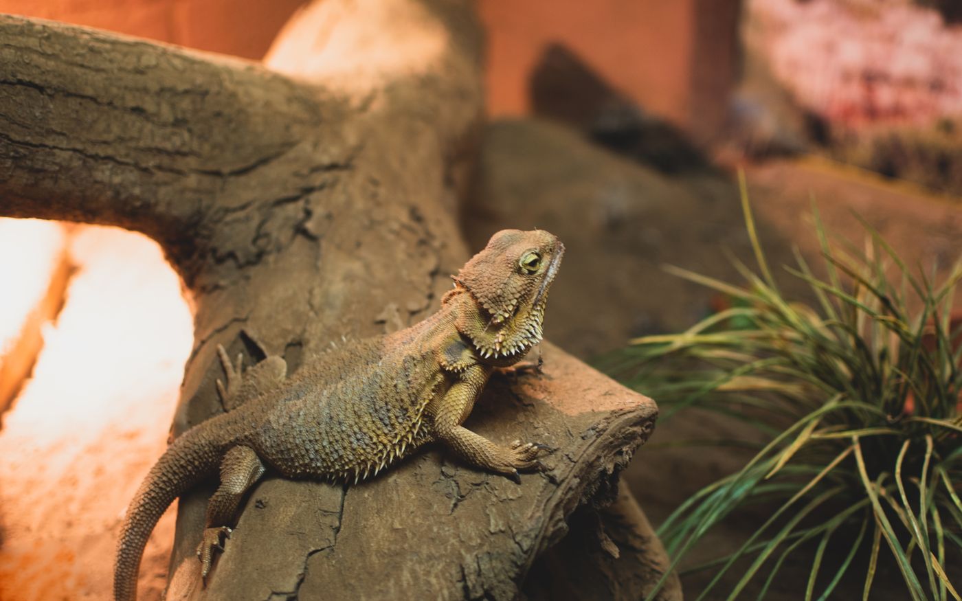 Berta, Reptil