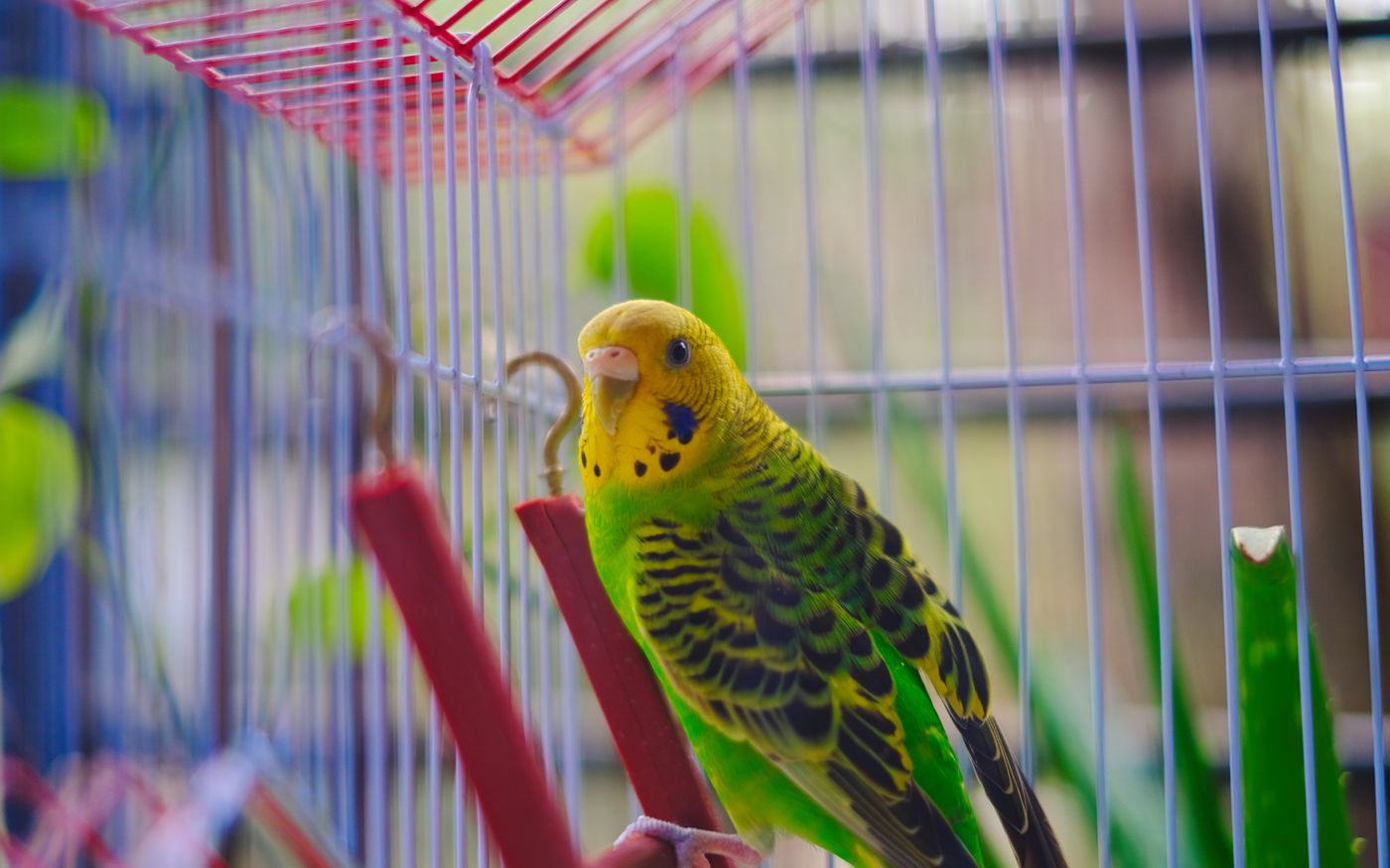Der Schwarm, Vogel