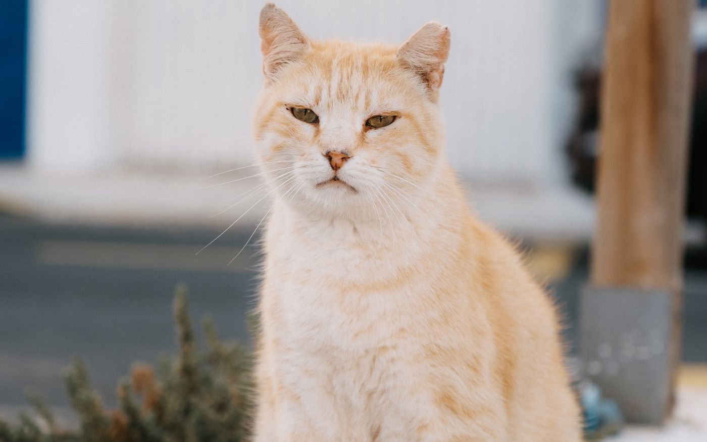 Piccolo, Katze