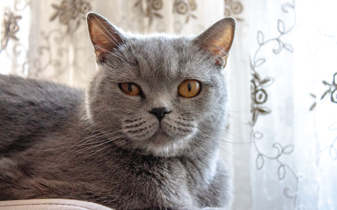 Simba, Katze