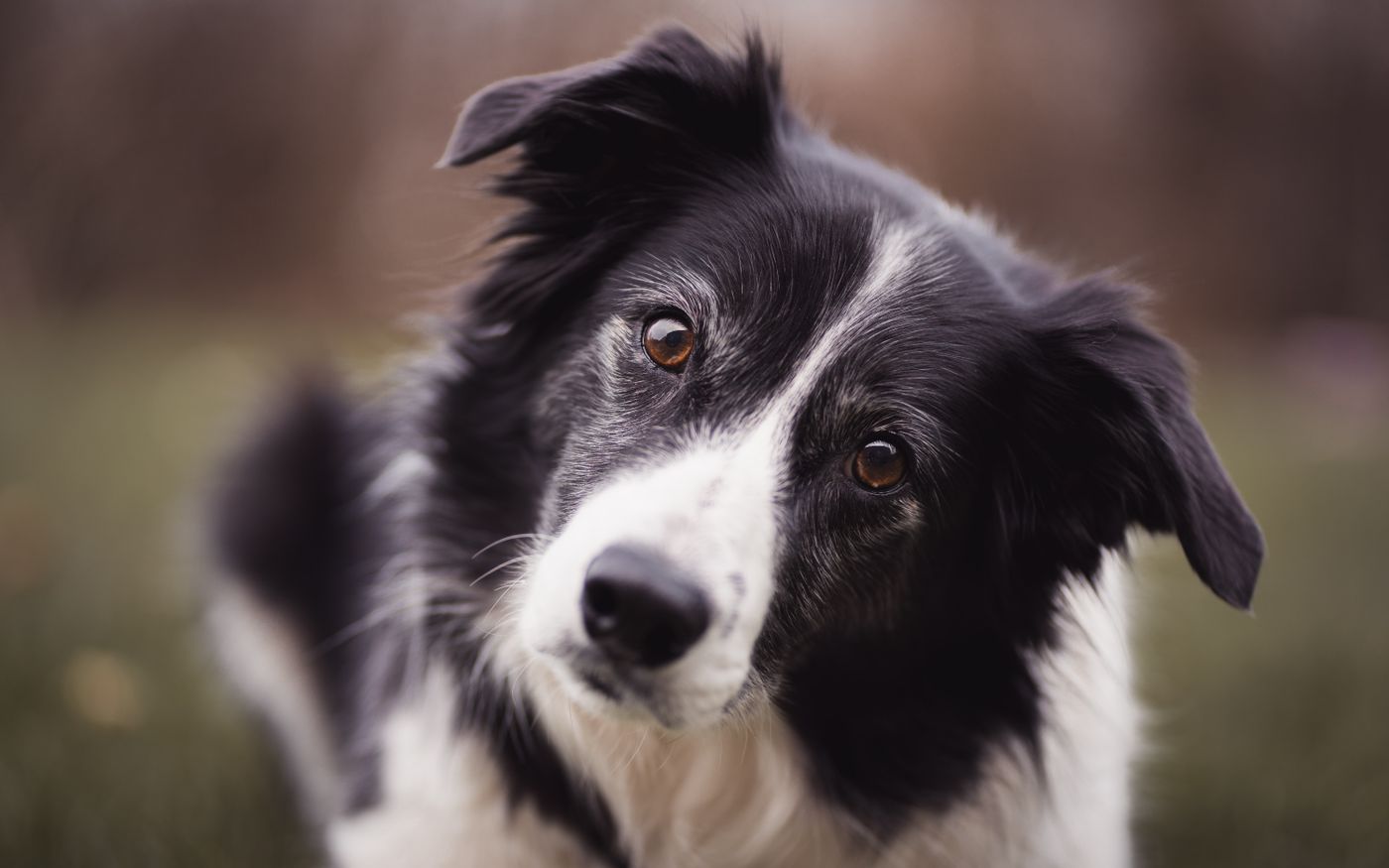 Sepp, Hund